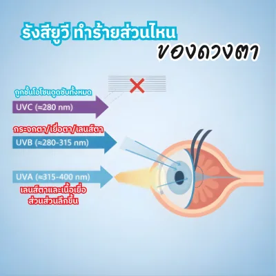 รังสียูวี ทำร้ายส่วนไหน